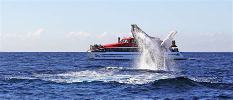 Whale Watching Cruise Whale Watch Tour Bookings