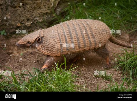 Six Banded Armadillo Euphractus Sexcinctus Also Known As The Yellow
