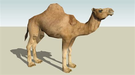 From wikipedia, the free encyclopedia. Dromedary Camel (adult) photo textured perfect! | 3D Warehouse