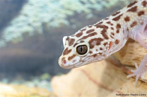 They are one of the most popular lizard pets in the usa. Why is the Leopard Gecko such a great pet? 5 good reasons ...