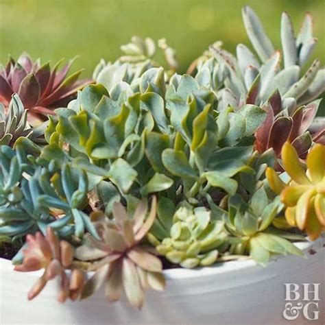 10 Of The Best Indoor Succulents For Beginners To Grow As Houseplants Container Gardening