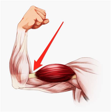 Elbow Clipart Flexed Arm Bent Arm Muscles Hd Png Download