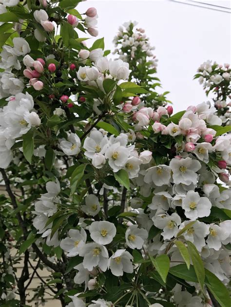 Plant Of The Month Adirondack Crabapple Cording Landscape Design