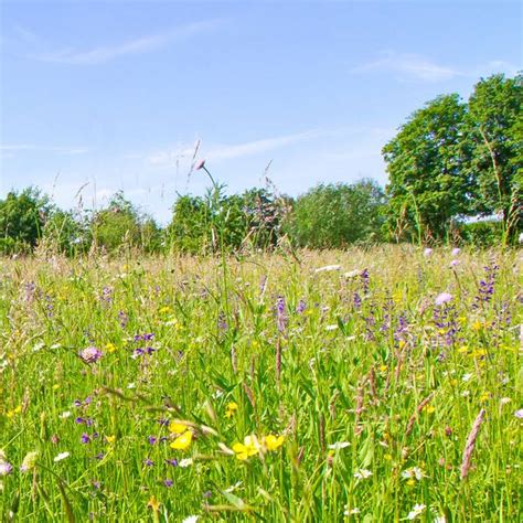 Flowering Meadows Benefit Humankind Sustainable Footprint