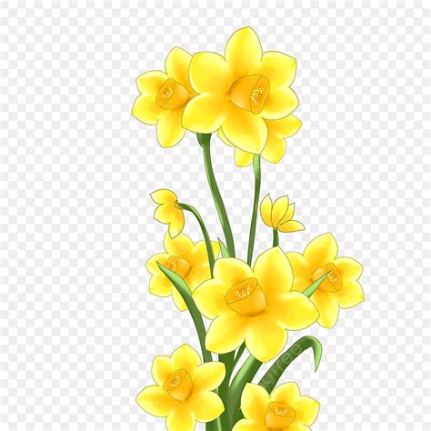 Daffodil Clipart Transparent Background A Bunch Of Daffodils Clipart