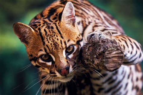 10 animales de nombre náhuatl que debes conocer en México
