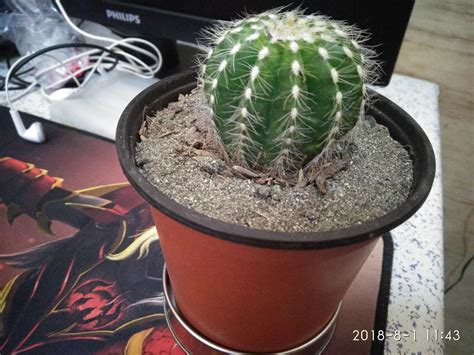 Of the three, sun is the most important. Hello everyone, can you please identify my cactus so I can ...