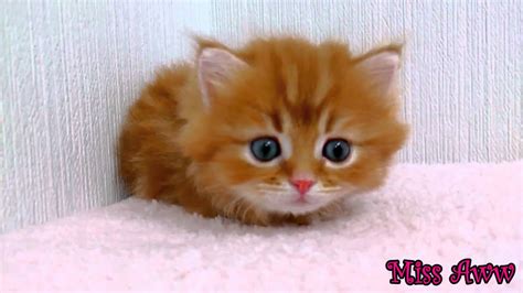 Fluffy Orange Kitten With Blue Eyes Too Cute Youtube