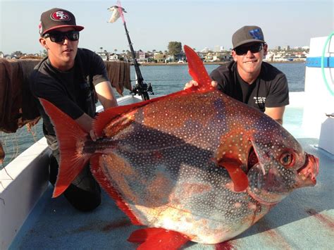 California Anglers Hook Rarely Caught 125 Pound Opah Outdoorhub