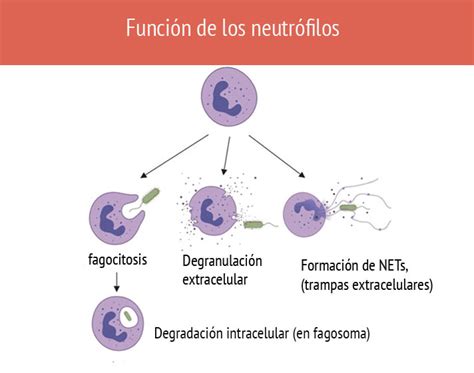 Neutrófilos Definición Función Y Valores En Sangre