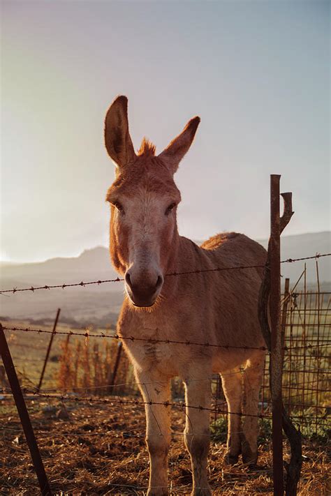 Donkey At Sunset Photograph By Steven Sanders Fine Art America