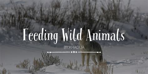 Feeding Wild Animals