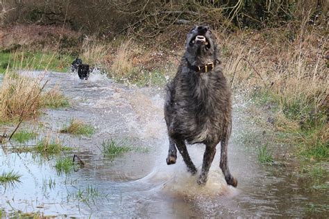 Obie Doing What He Loves Best Scottish Deerhound Dog Life Deerhound