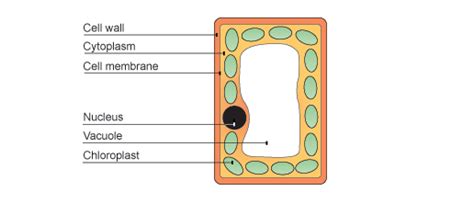 Topics include cell walls, vacuoles, chloroplasts, peroxisomes, lysosomes, mitochondria, etc. Ks3 homework kids - unemploymentbenefits.web.fc2.com