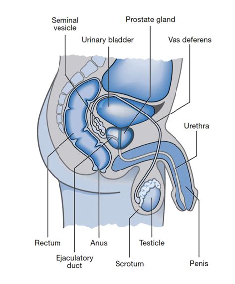 Prostate Diagram Physio Pro