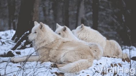 Howl Wolves  Howl Wolves Threewolves Discover And Share S