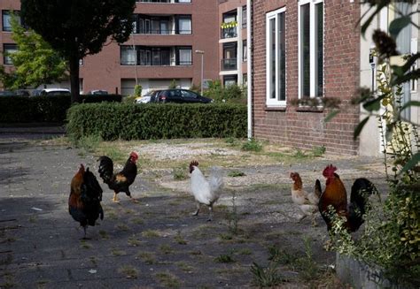 Tientallen Kippen En Hanen ‘terroriseren Al Twee Jaar Woonwijk ‘moet
