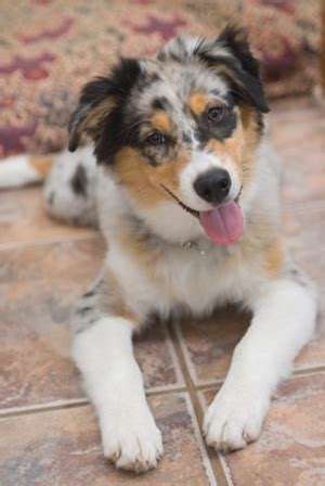 You can look for border collie german shepherd mix puppies for sale at websites like greenfield puppies and lancaster puppies. Characteristics of the Australian Shepherd-Border Collie Mix