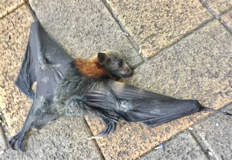 Wires Steps Up To Save Babies Of Threatened Flying Foxes Hawkesbury