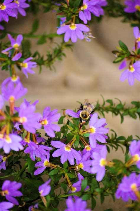 Photograph shown is an example for illustrative purposes only. Bee on fall flowers, Hot Springs, AR (With images) | Fall ...