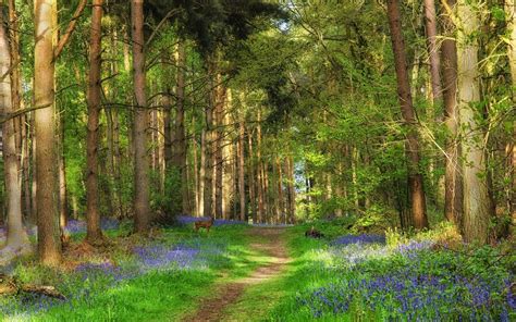 landscape, Nature, Tree, Forest, Woods, Path Wallpapers HD ...