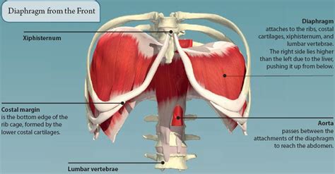 The left lung is behind the ribs from the anatomic interactive tutorials about the ribs and sternum bones, with labeled images and diagrams featuring. 4: THE THORAX | Basicmedical Key