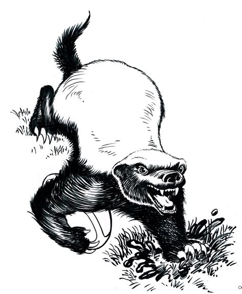Honey Badger Drawings Cartoon Sketch Coloring Page