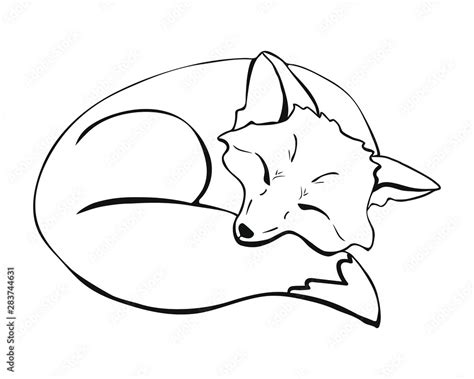A Cute Sleeping Fox A Fox Lying With Closed Eyes Curled Up And Laid