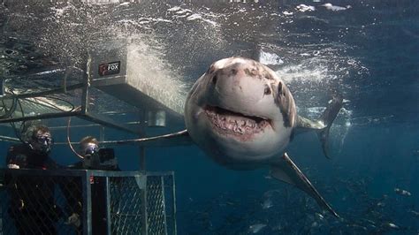 Rodney Fox Expeditions Great White Shark Cage Diving South Australia