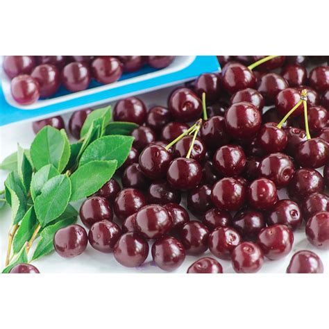 Sweet cherry trees produce around 3 bushels of sweet, juicy fruit per tree. Gurney's 1 Gal Romeo Dwarf Bush Cherry Prunus Live Potted ...