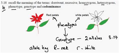 Alleles aren't always fully dominant or recessive to one another, but may instead display codominance or incomplete dominance. Connor's Biology Blog: 3.18 and 3.19