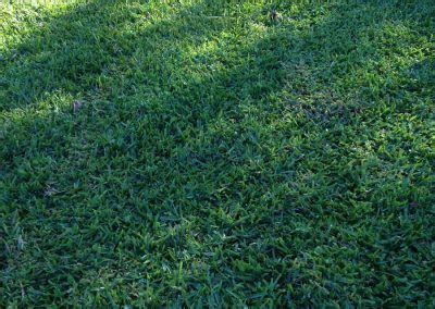It grows well in both full sun and shade. Sir Walter Buffalo Lawn - Instant Lawn Adelaide