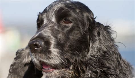 25 famous dog names beethoven. 15 Most Famous Dogs In History - Dog Notebook