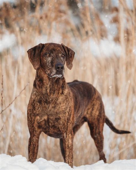 Rhodesian Labrador Rhodesian Ridgeback Lab Mix Guide Puplore