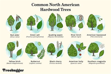 Common North American Hardwood Trees