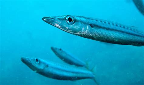 © 2021 barracuda networks, inc. Yellowtail barracuda (Sphyraena flavicauda)