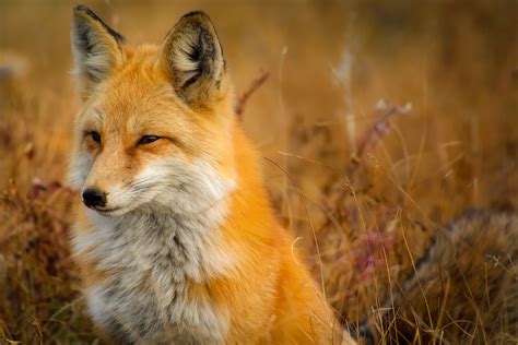 Free Images : landscape, nature, animal, country, wildlife, rural