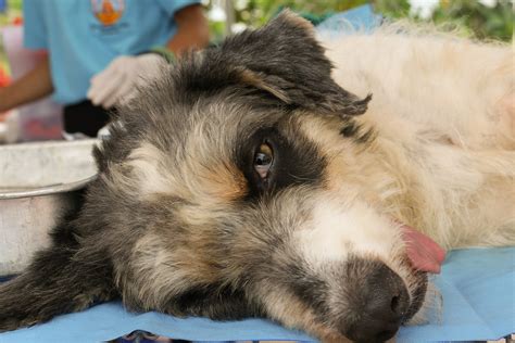 Benign Tumors In Dogs Symptoms Causes Diagnosis Treatment