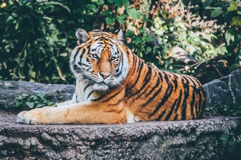 The One Tree Planted Show More Tigers In Captivity Than In The Wild