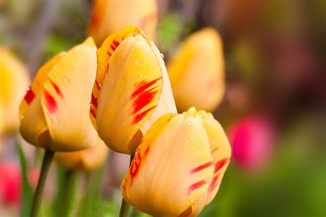 Free Images Nature Blossom Petal Bloom Raindrop Tulip Orange