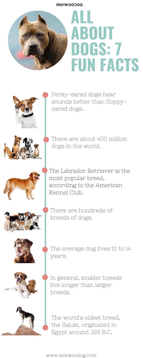 Monkoodog Smartdog Factsaboutdogs Dogsinsanefacts