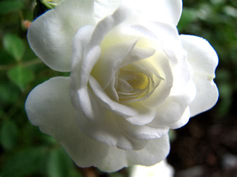 White Miniature Rose In The Sun Audrey Flickr