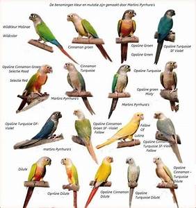 Pin By Conny On Pyrrhura Conure Conure Parrots Parrot Pet Bird Care