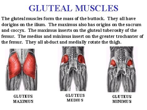 In this section, learn more about the muscles of the. Getting "Qute" with the Hips | Steelworks Strength Systems