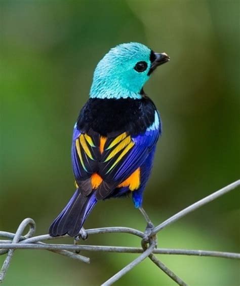 Curiosidades Del Mundo Aves Hermosas E Increíbles Del Mundo