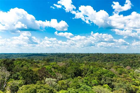 Exercícios Sobre A Floresta Amazônica Questões Infoescola