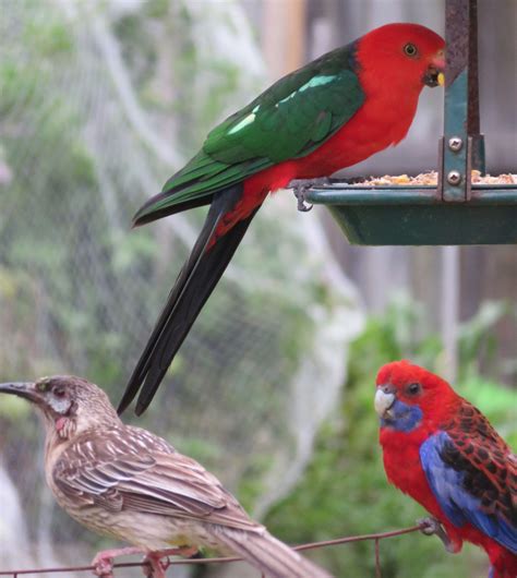 King Parrot Crimson Rosella And Red Wattle Bird Australian Birds