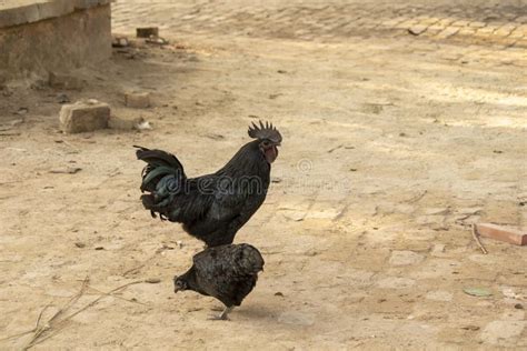 Pair Of Kadaknath Breed Chicken Stock Image Image Of Pair Pradesh