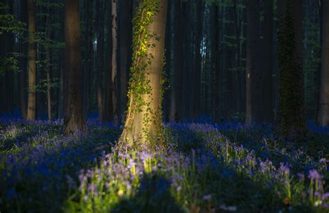 Belgian Bluebells Are Too Beautiful To See During Pandemic