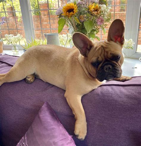 French Bulldog Price Why Are These Cuties So Costly Your Dog Advisor